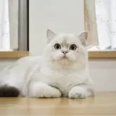 ブリティッシュショートヘア【愛知県・男の子・2024年4月17日・ゴールド系】の写真1