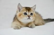 ブリティッシュショートヘア【愛知県・男の子・2021年4月15日・ゴールド】の写真1