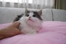 ノルウェージャンフォレストキャット【愛知県・男の子・2016年11月25日・ブラウンタビー&ホワイト】の写真2