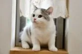 ブリティッシュショートヘア【愛知県・女の子・2022年4月7日・ブルー&ホワイト】の写真2