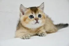 ブリティッシュショートヘア【愛知県・男の子・2021年4月15日・ゴールド】の写真2