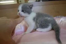 ブリティッシュショートヘア【愛知県・男の子・2015年10月13日・ブルー&ホワイト】の写真2
