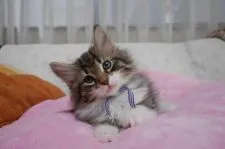 ノルウェージャンフォレストキャット【愛知県・男の子・2017年1月31日・ブラウンマッカレルタビー&ホワイト】の写真2