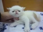 エキゾチックショートヘア【愛知県・男の子・2013年11月6日・クリームポイント (毛色は変化するかもしれません)】の写真2「つぶれたお顔はまさにエキゾチック！クオリティーの高い子です」