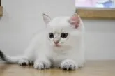 ブリティッシュショートヘア【愛知県・男の子・2023年3月12日・ゴールデンポイント】の写真2