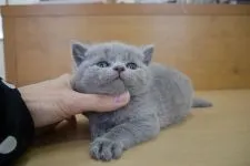 ブリティッシュショートヘア【愛知県・男の子・2015年12月24日・ブルー】の写真3