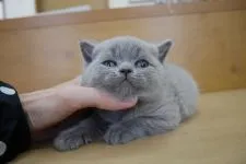 ブリティッシュショートヘア【愛知県・女の子・2015年12月24日・ブルー】の写真3