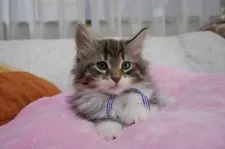 ノルウェージャンフォレストキャット【愛知県・男の子・2017年1月31日・ブラウンマッカレルタビー&ホワイト】の写真3