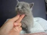 ブリティッシュショートヘア【愛知県・男の子・2013年6月20日・ブルー】の写真3