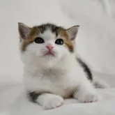 ブリティッシュショートヘア【愛知県・男の子・2023年2月6日・ブラウン&ホワイト】の写真3