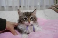 ノルウェージャンフォレストキャット【愛知県・男の子・2017年1月31日・ブラウンマッカレルタビー&ホワイト】の写真4