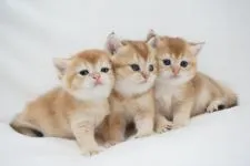 ブリティッシュショートヘア【愛知県・女の子・2020年7月9日・ゴールド (ブラックゴールデンティックドタビー)】の写真4