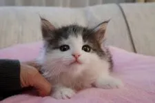 ノルウェージャンフォレストキャット【愛知県・男の子・2016年11月25日・ブラウンタビー&ホワイト】の写真4