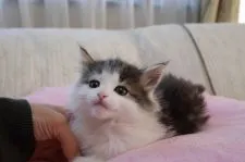 ノルウェージャンフォレストキャット【愛知県・男の子・2016年11月25日・ブラウンタビー&ホワイト】の写真5