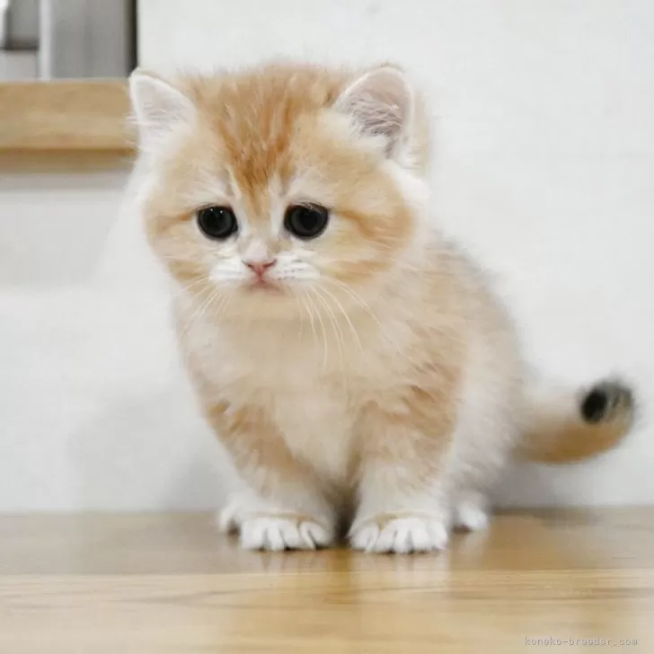 ID:2506-02491の子猫