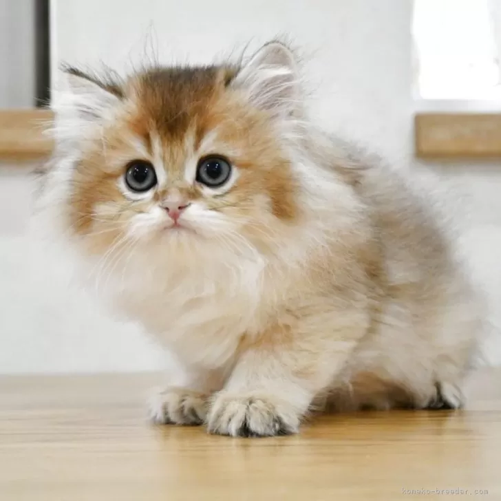 ID：2503-01705の子猫