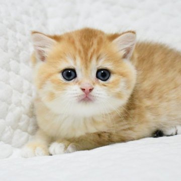 ブリティッシュショートヘア【愛知県・女の子・2025年10月25日・ゴールデン (チンチラ)】の写真「まん丸お顔の美人さん♪人気のゴールドカラー♪」