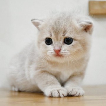 ブリティッシュショートヘア【愛知県・男の子・2025年7月25日・ブルーゴールデン】の写真「まん丸お顔のイケメン君♪性格◎❣️」