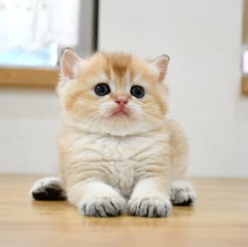 ブリティッシュショートヘア