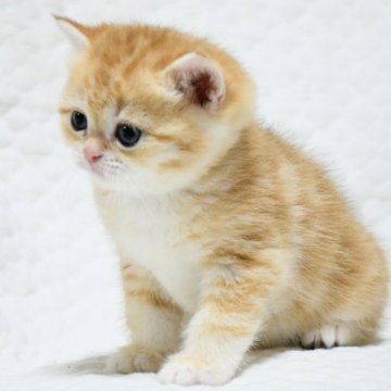 ブリティッシュショートヘア【愛知県・女の子・2025年10月25日・ゴールデン (チンチラ)】の写真「まん丸お顔の美人さん♪人気のゴールドカラー♪」