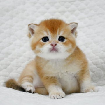 ブリティッシュショートヘア【愛知県・男の子・2025年10月25日・ゴールデン (ブラックゴールデンシェーデッド⁠)】の写真「まん丸お顔のイケメン君♪人気のゴールドカラー♪」