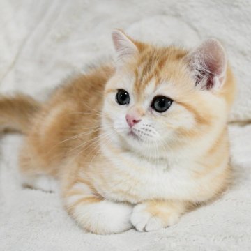 ブリティッシュショートヘア【愛知県・女の子・2025年10月25日・ゴールデン】の写真「まん丸お顔の美人さん♪人気のゴールドカラー♪」