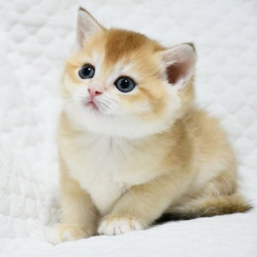 ブリティッシュショートヘア【愛知県・女の子・2025年10月25日・ゴールデン (チンチラ)】の写真「まん丸お顔の美人さん♪人気のゴールドカラー♪」