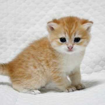 ブリティッシュショートヘア【愛知県・女の子・2025年10月25日・ゴールデン (チンチラ)】の写真「まん丸お顔の美人さん♪人気のゴールドカラー♪」