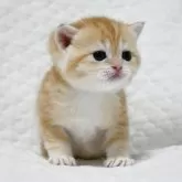 ブリティッシュショートヘア