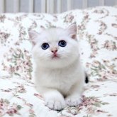 ブリティッシュショートヘア