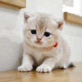 ブリティッシュショートヘア