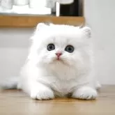 ブリティッシュロングヘア