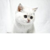 ブリティッシュショートヘア