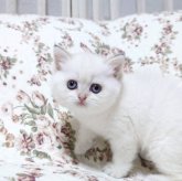 ブリティッシュショートヘア
