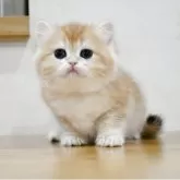 ブリティッシュショートヘア【愛知県・女の子・2025年2月12日・チンチラゴールデン (ブラックゴールデンシェル)】の写真2