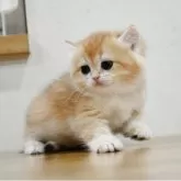 ブリティッシュショートヘア【愛知県・女の子・2025年2月12日・チンチラゴールデン (ブラックゴールデンシェル)】の写真3