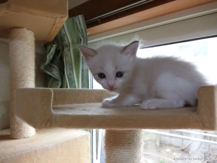 ID:1604-00712の子猫