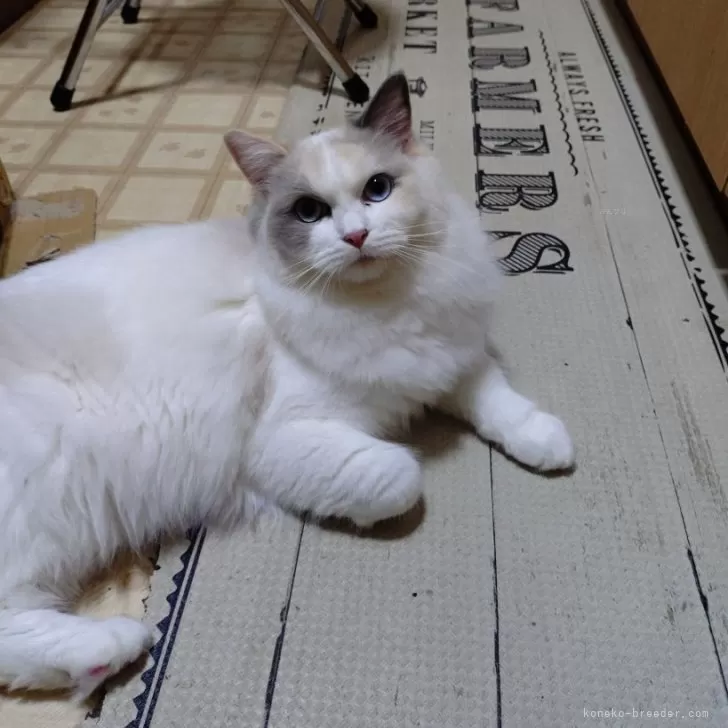 ID：2405-00210の子猫