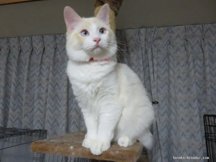 ID：1906-00820の子猫