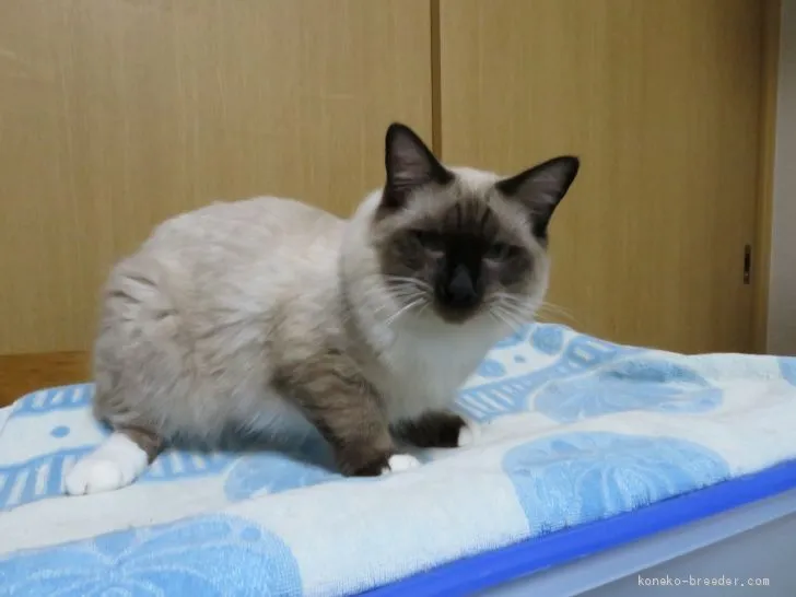 ID:1905-00351の子猫