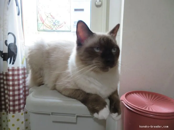 ID:1905-00347の子猫