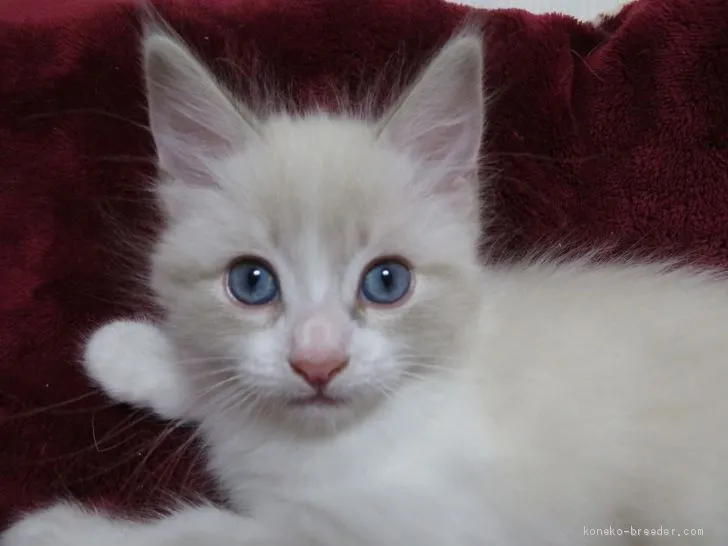 ID：2004-00906の子猫