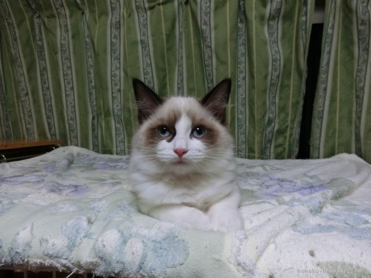 ID:1611-00091の子猫