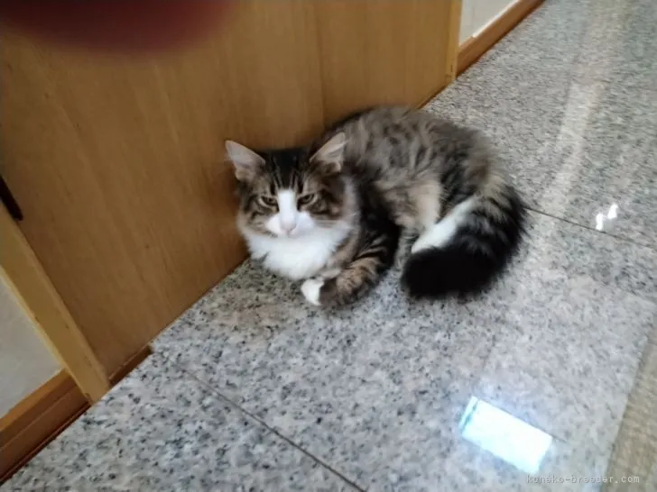 ID：2107-00501の子猫