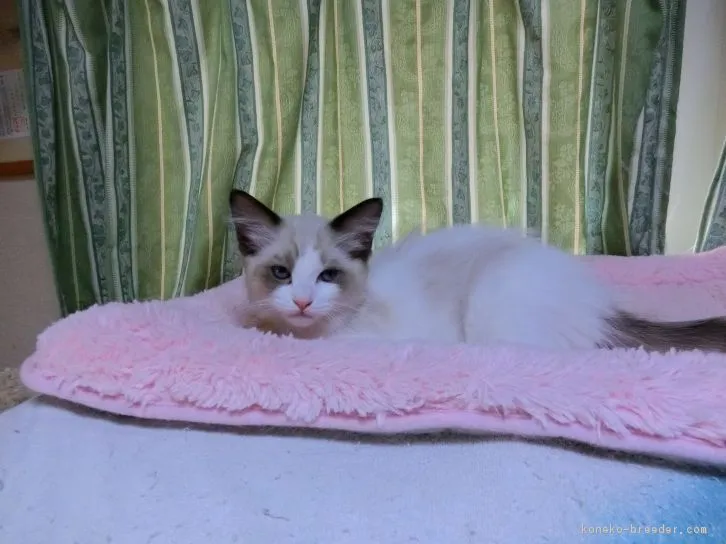 ID:1604-00435の子猫