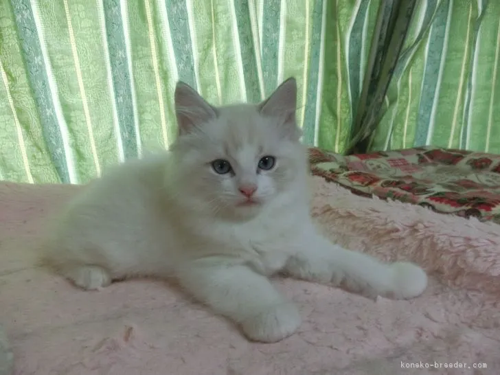 メルママ 様のお迎えした子猫