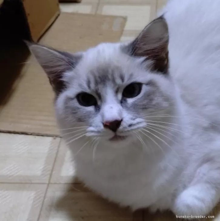 ID：2408-01120の子猫