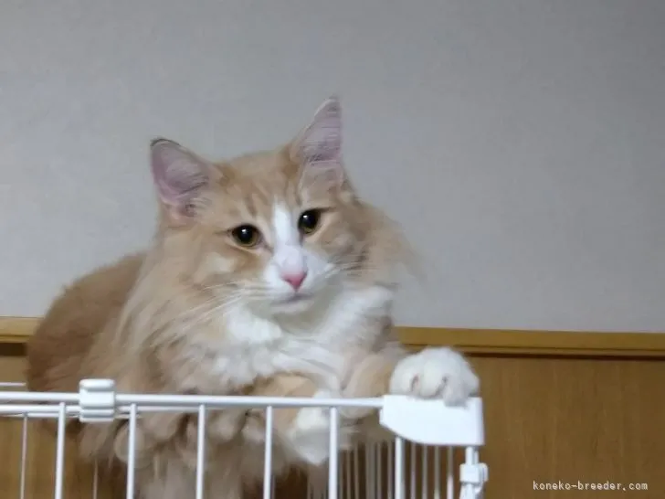 ID：2107-00489の子猫