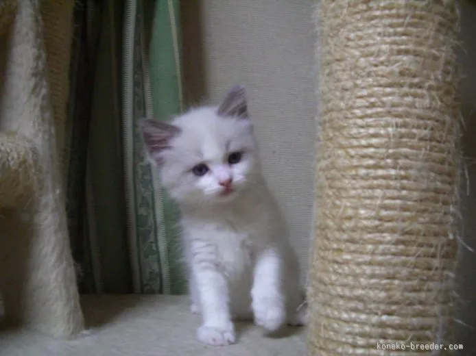 ID:1507-00479の子猫
