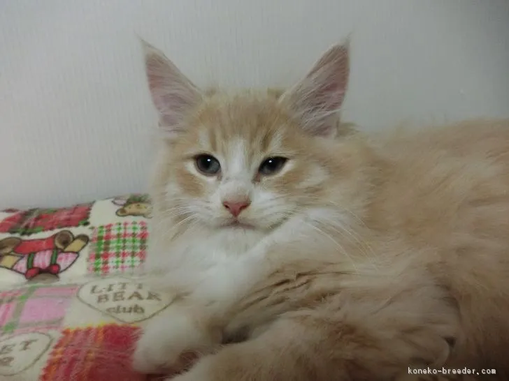 ID：1901-00291の子猫